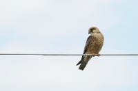 74569 Falco vespertinus (Falco cuculo, giovane)